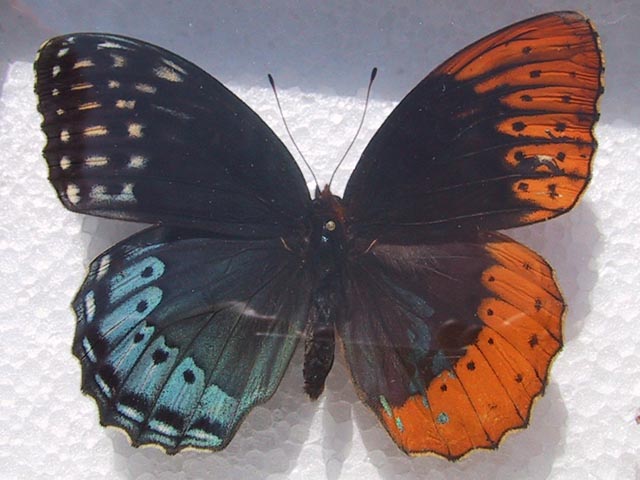 Speyeria diana bilaterial gynandromorph (Internet Image property of respective owner, non-commercial use only)